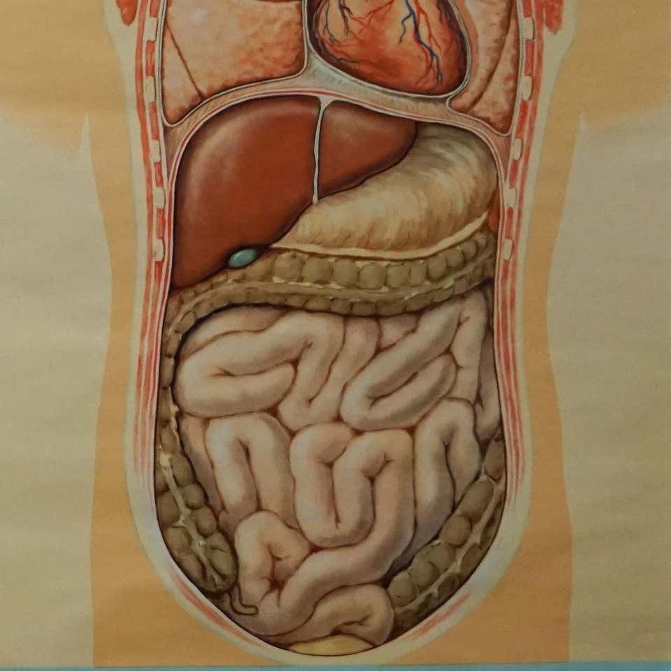 Hagemann Human Body Poster Wall Chart Print Digestive Tract Of Food photo Art