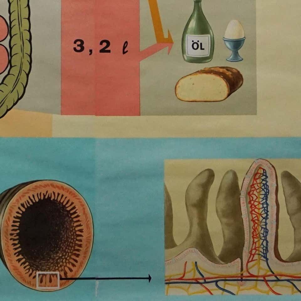Hagemann Human Body Poster Wall Chart Print Digestive Tract Of Food photo 359.0
