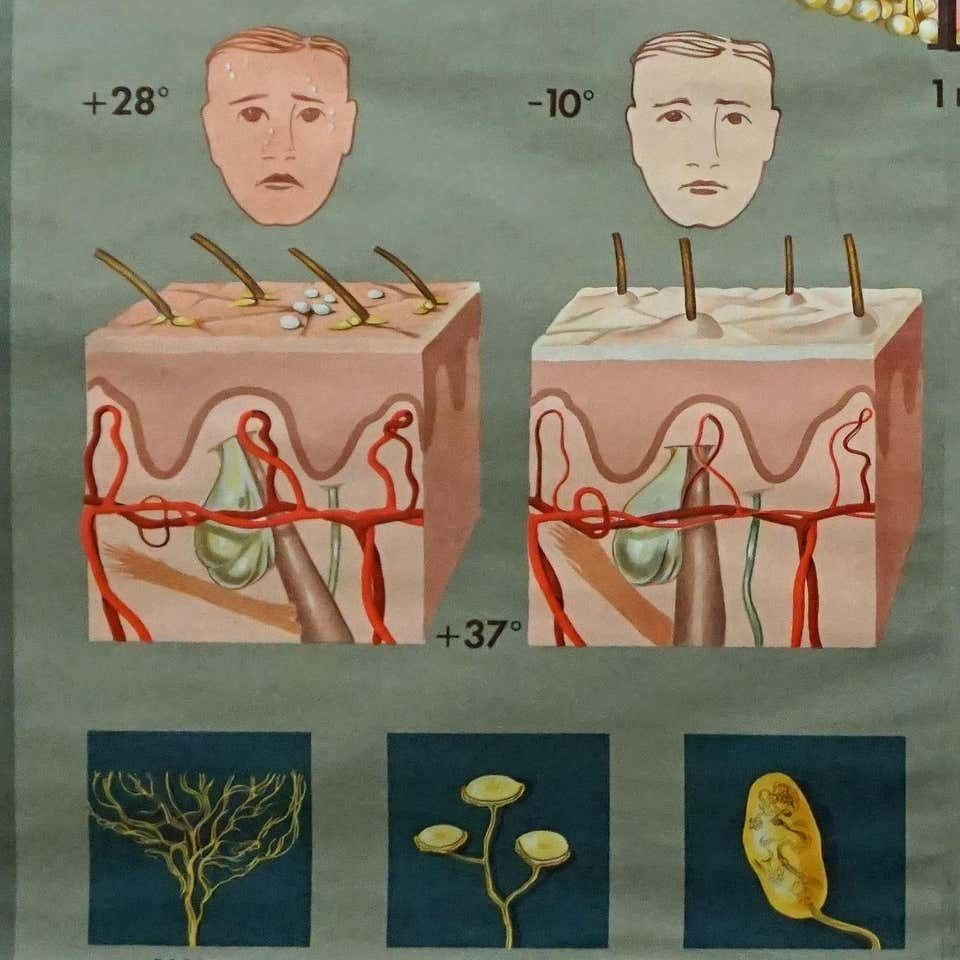 Hagemann Medical Rollable Poster Wall Chart Human Body Skin Cross Section photo Art