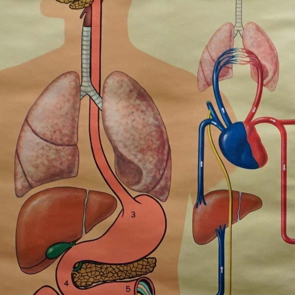 Vintage Medical Wall Chart Human Metabolism Body Excretion Water Balance photo vinterior