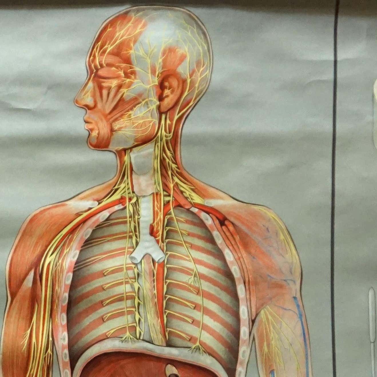 Medical Rollable Poster Vintage Print Wall Chart Human Nervous System photo for sale