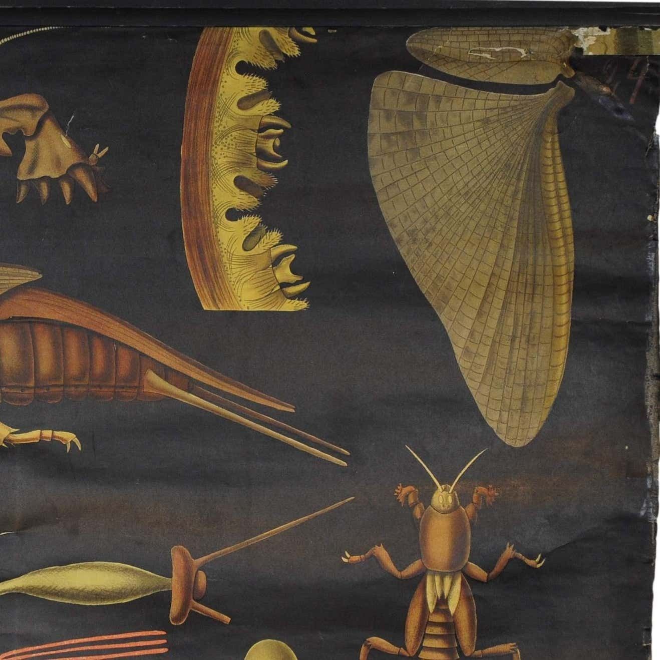 Antique Jung Koch Quentell Rollable Wall Chart European Mole Cricket Gryllotapla photo 297.0