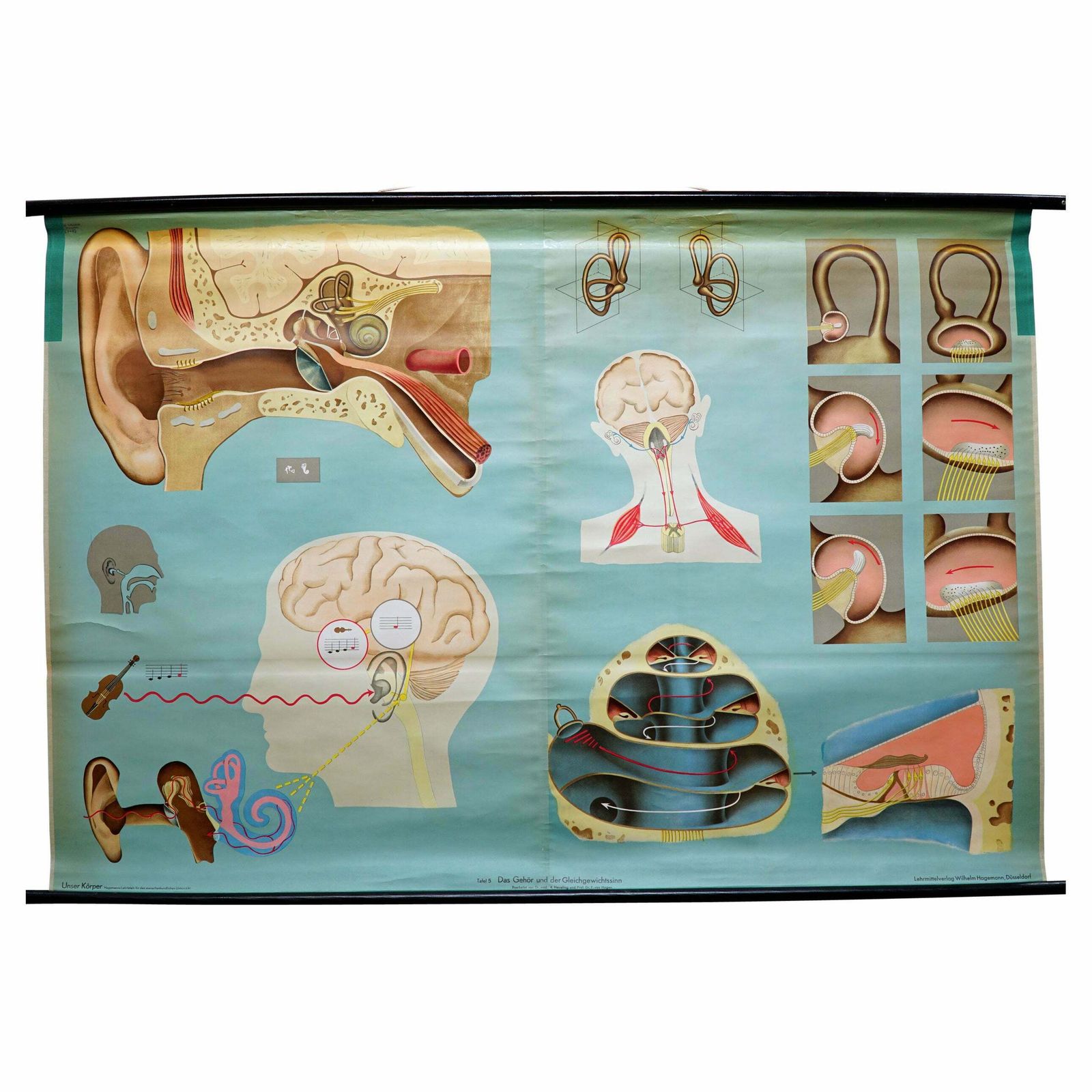 Sense Of Hearing And Balance Equilibrum Wall Chart Medical Poster