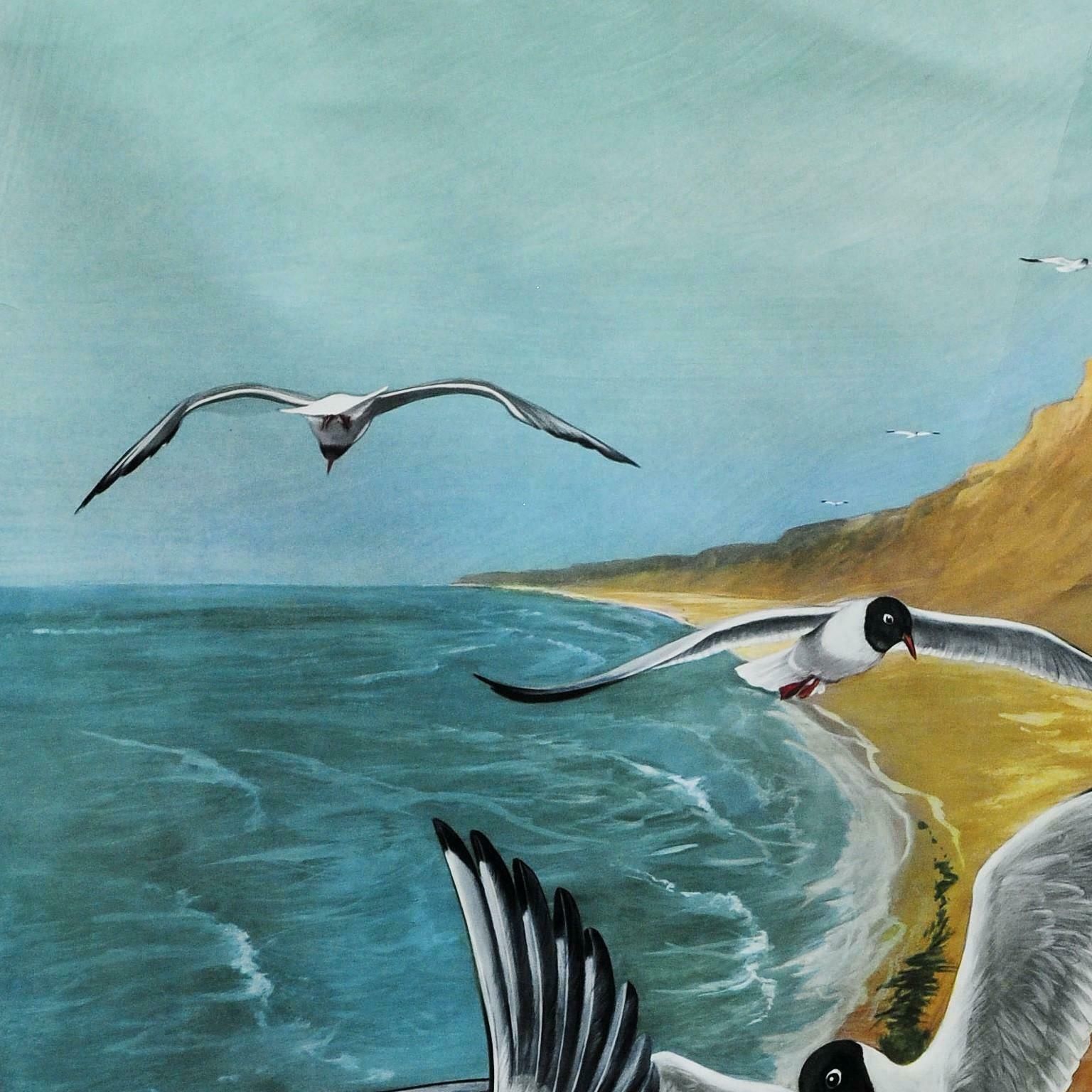 Vintage Wall Chart Picture Poster Birds Black Headed Gull Jung Koch Quentell photo vinterior