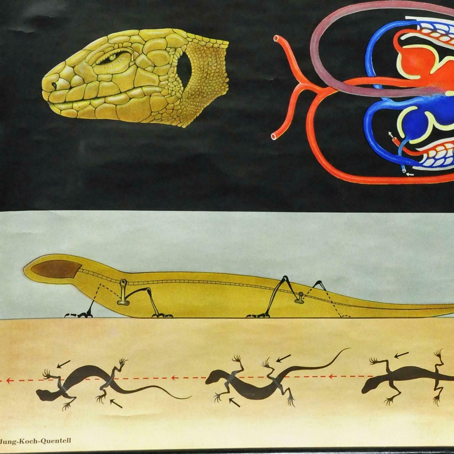 Amphibians Sand Lizard Lacerta Agilis Wallchart Art Print Jung Koch Quentell photo vinterior