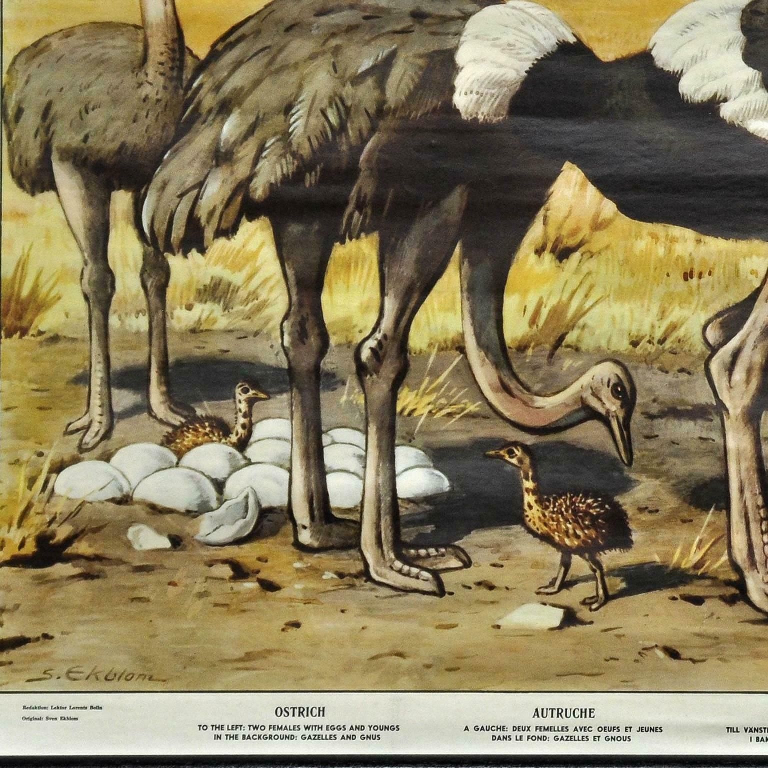 Vintage Wall Chart Kids Room Decoration Steppe Animals Ostrich Gazelle Gnus photo Art