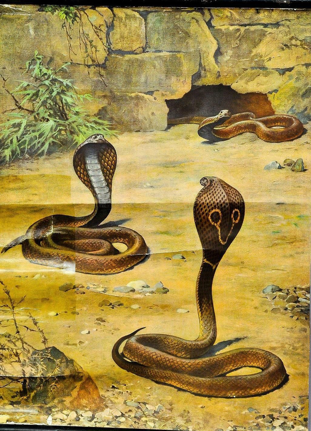 Old Pull Down Wallchart Scenery With Cobras Snake Poster Print photo for sale