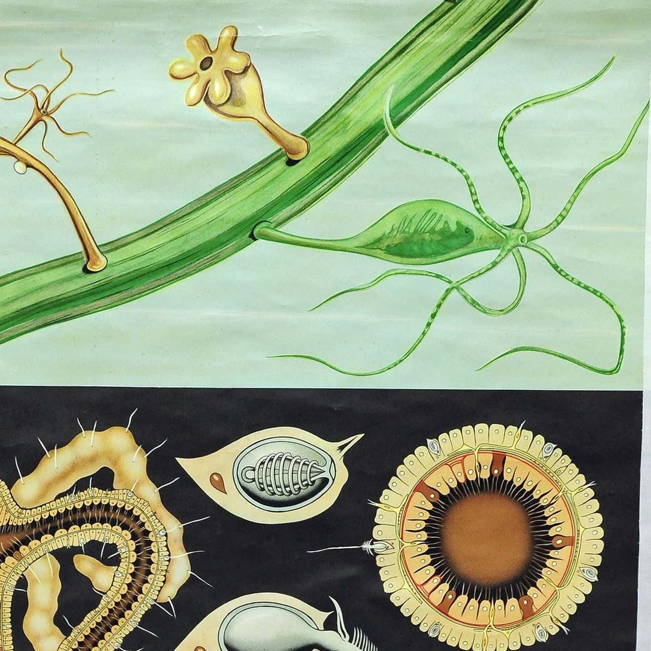 Natural Look Art Print By Jung Koch Quentell Wall Chart Freshwater Polyp photo for sale