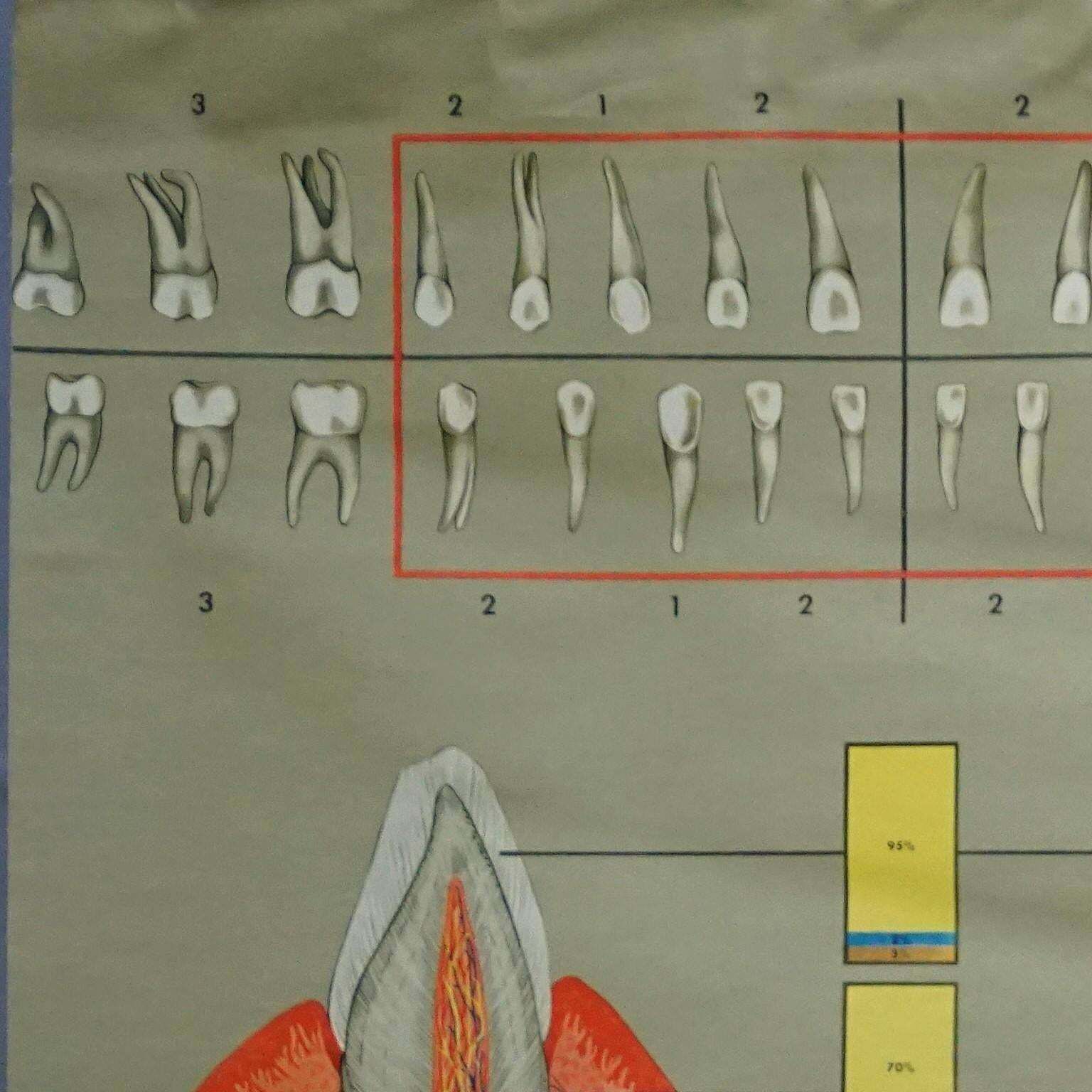 Human Body Poster Rollable Wall Chart Print Healthy Teeth Jaw Head photo furniture