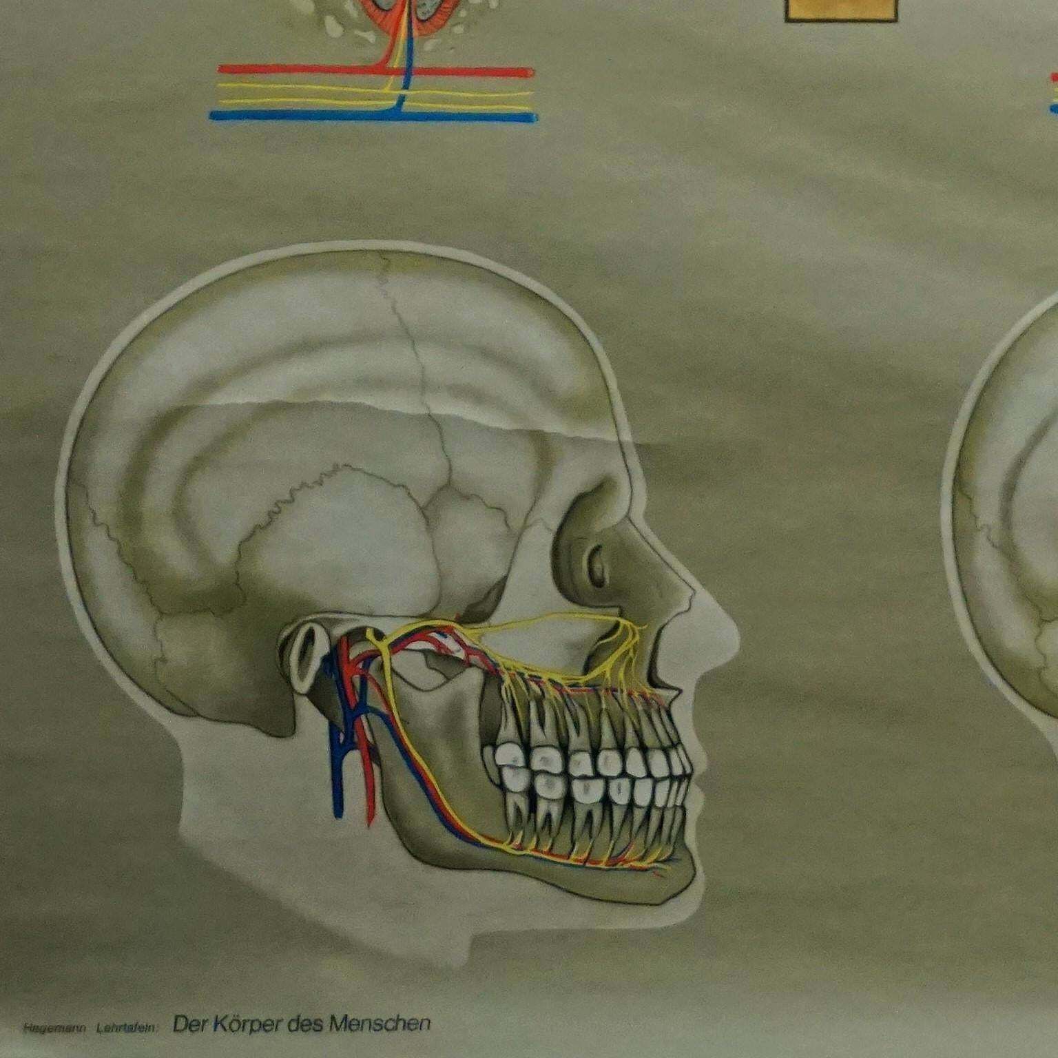 Human Body Poster Rollable Wall Chart Print Healthy Teeth Jaw Head photo Art