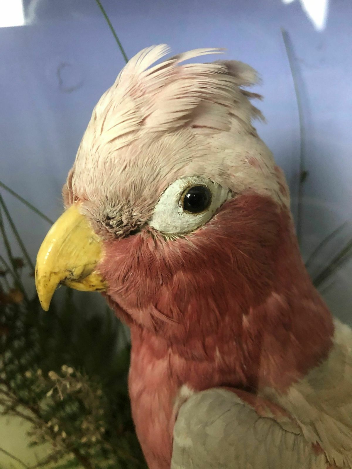 Antique Taxidermy Bird   Galah    In Glass Display Case With Scene photo furniture
