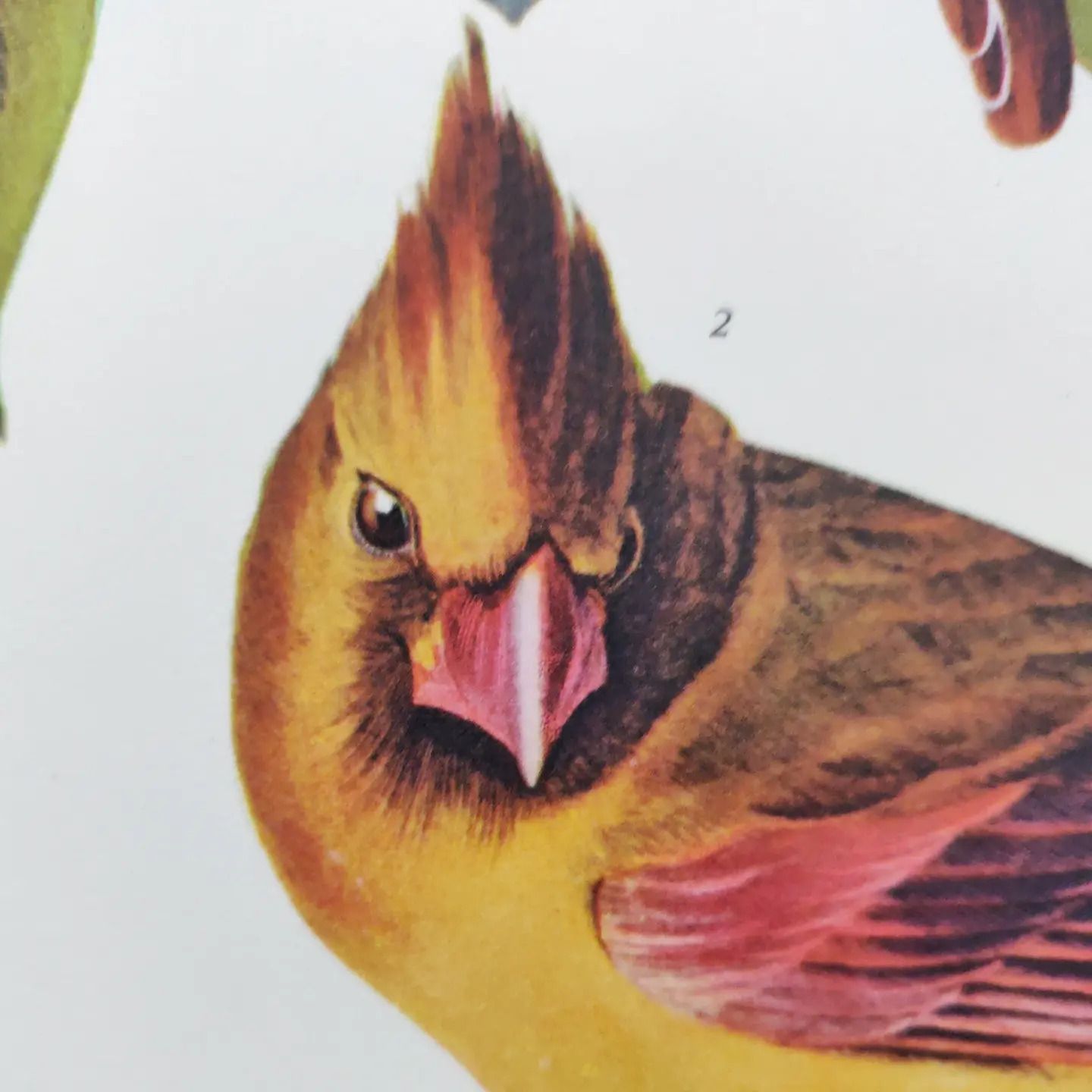 Mid 20th Century 1964 Print "Cardinal Grosbeak" By John James Audubon photo furniture