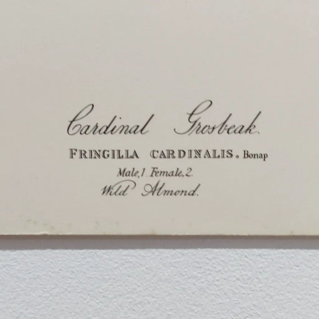Mid 20th Century 1964 Print "Cardinal Grosbeak" By John James Audubon photo for sale