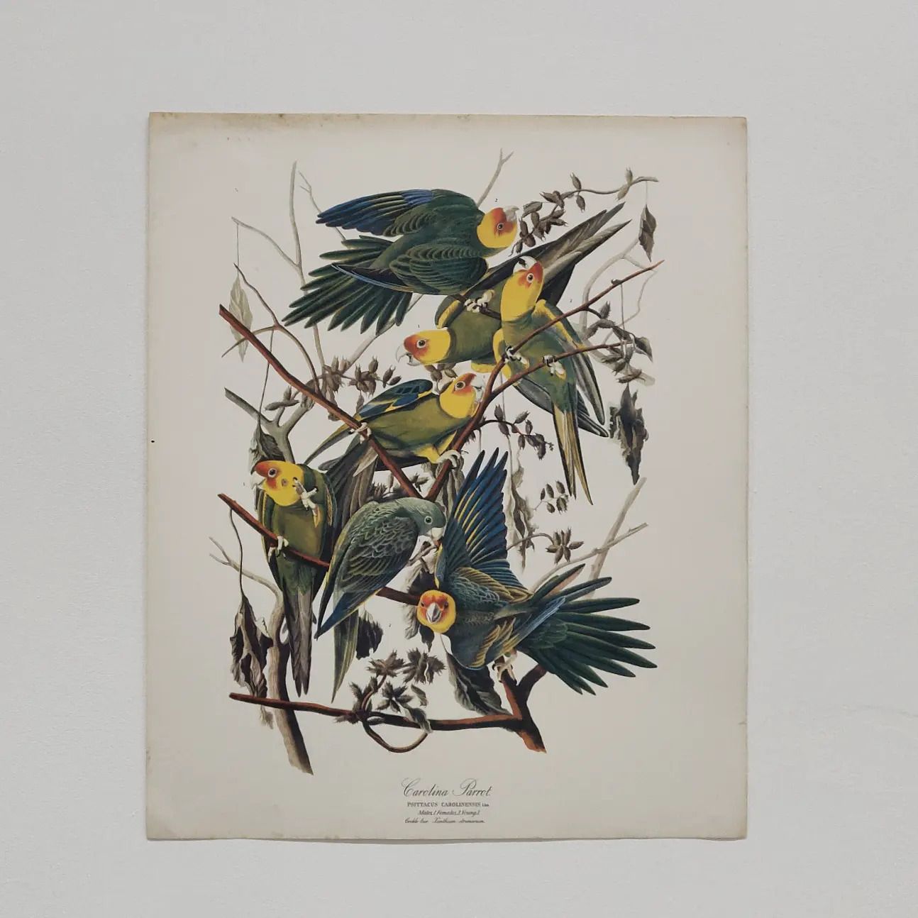 Mid 20th Century 1964 Print "Carolina Parrot" By John James Audubon