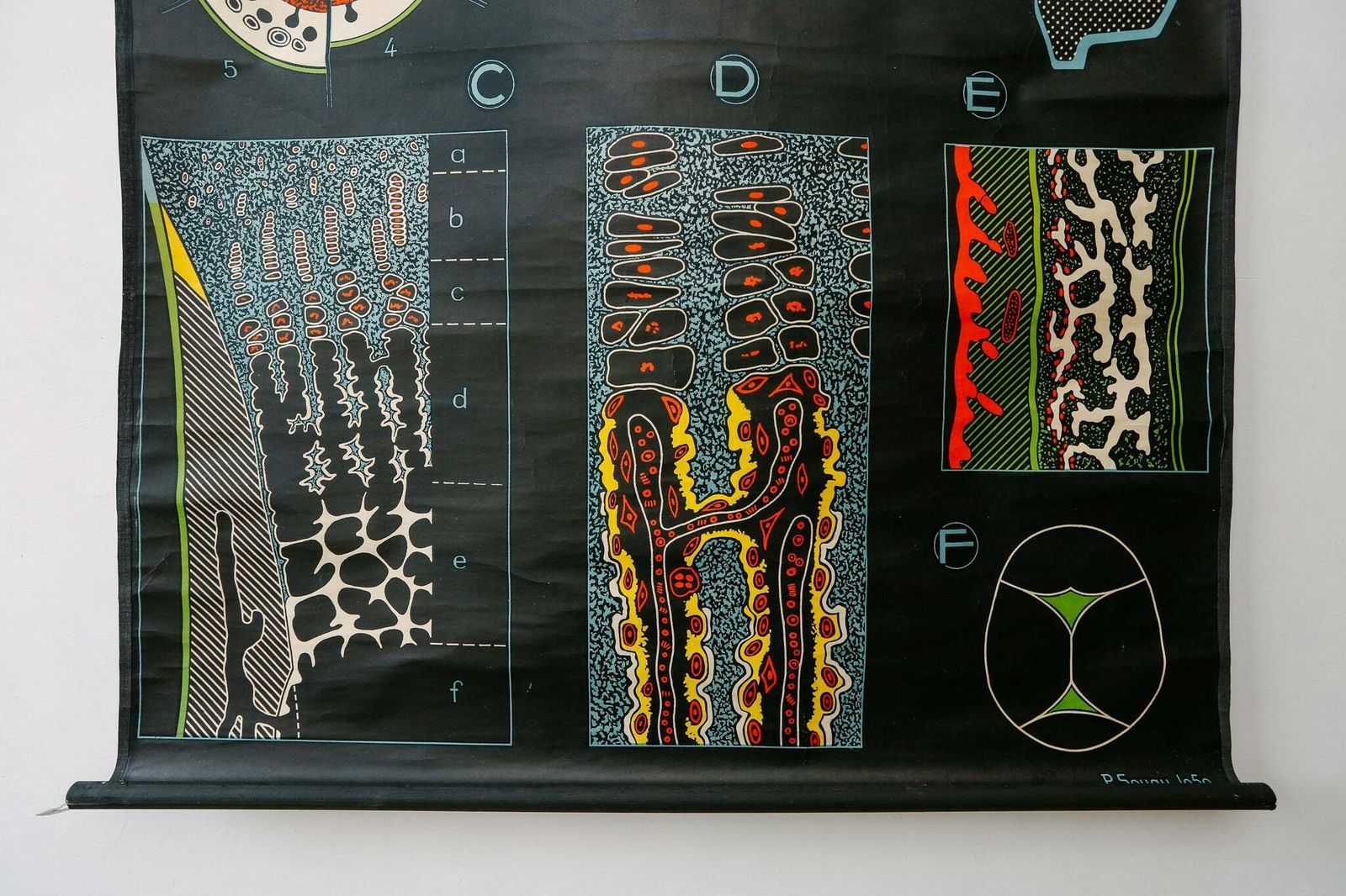 Original Anatomical Vintage French School Chalk Wall Chart Bone Formation Development Beautiful Rare DR Auzoux Sougy photo Art
