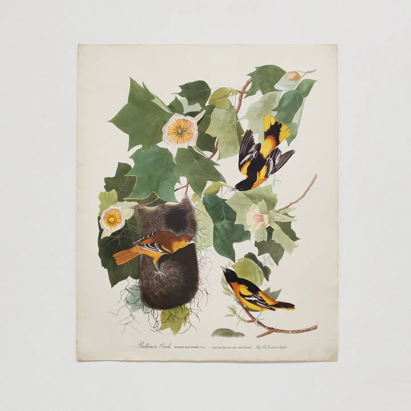 Mid 20th Century 1964 Print "Baltimore Orioles" By John James Audubon