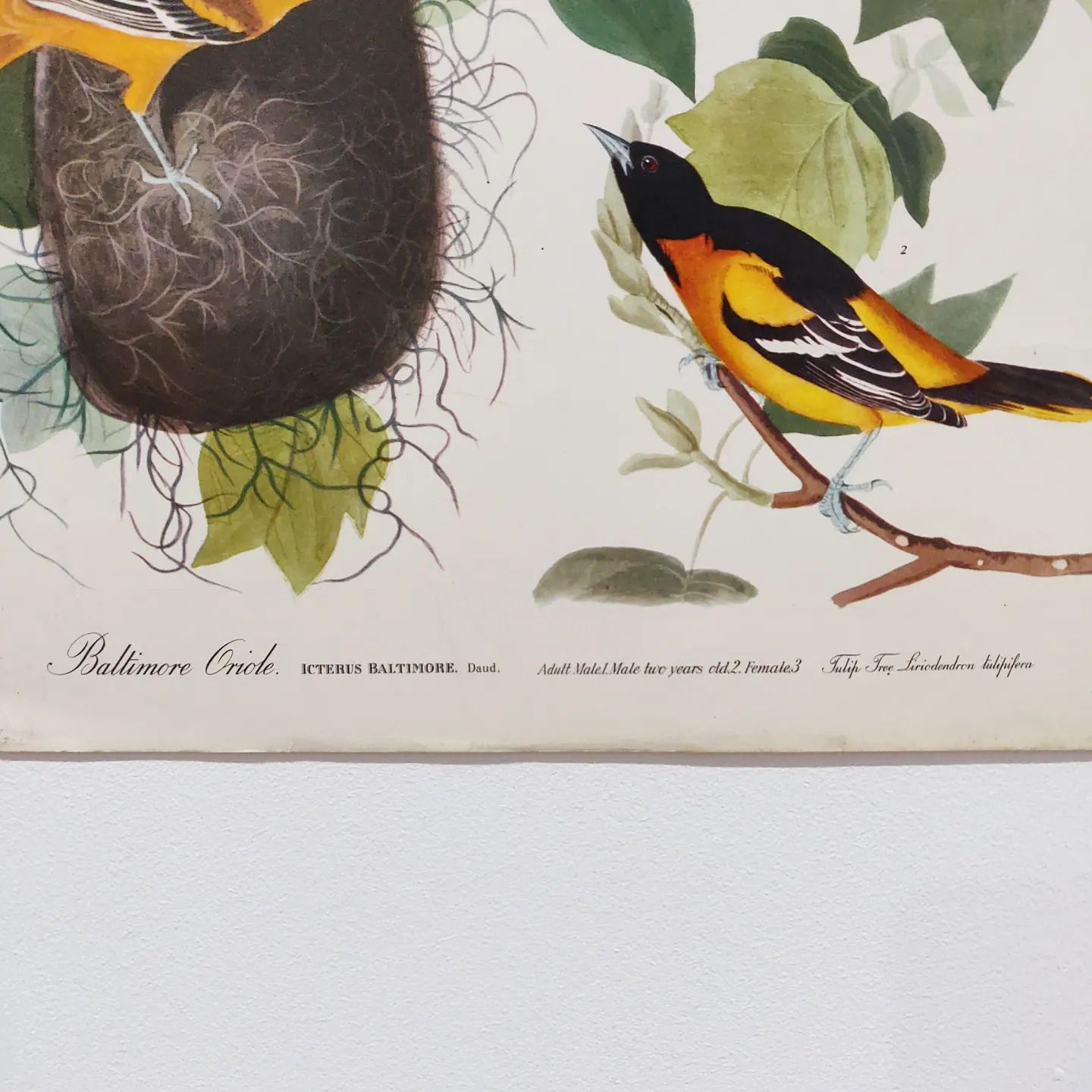 Mid 20th Century 1964 Print "Baltimore Orioles" By John James Audubon photo for sale