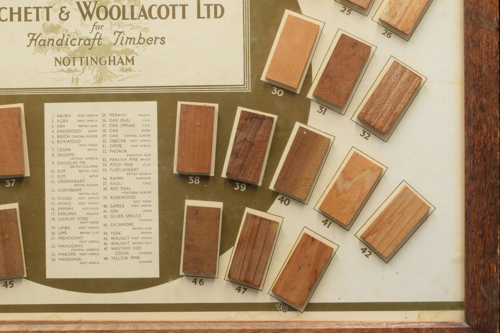 Fitchett & Wooltacott Ltd   A Specimen Wood Timber Shop Display, Framed photo 594.78