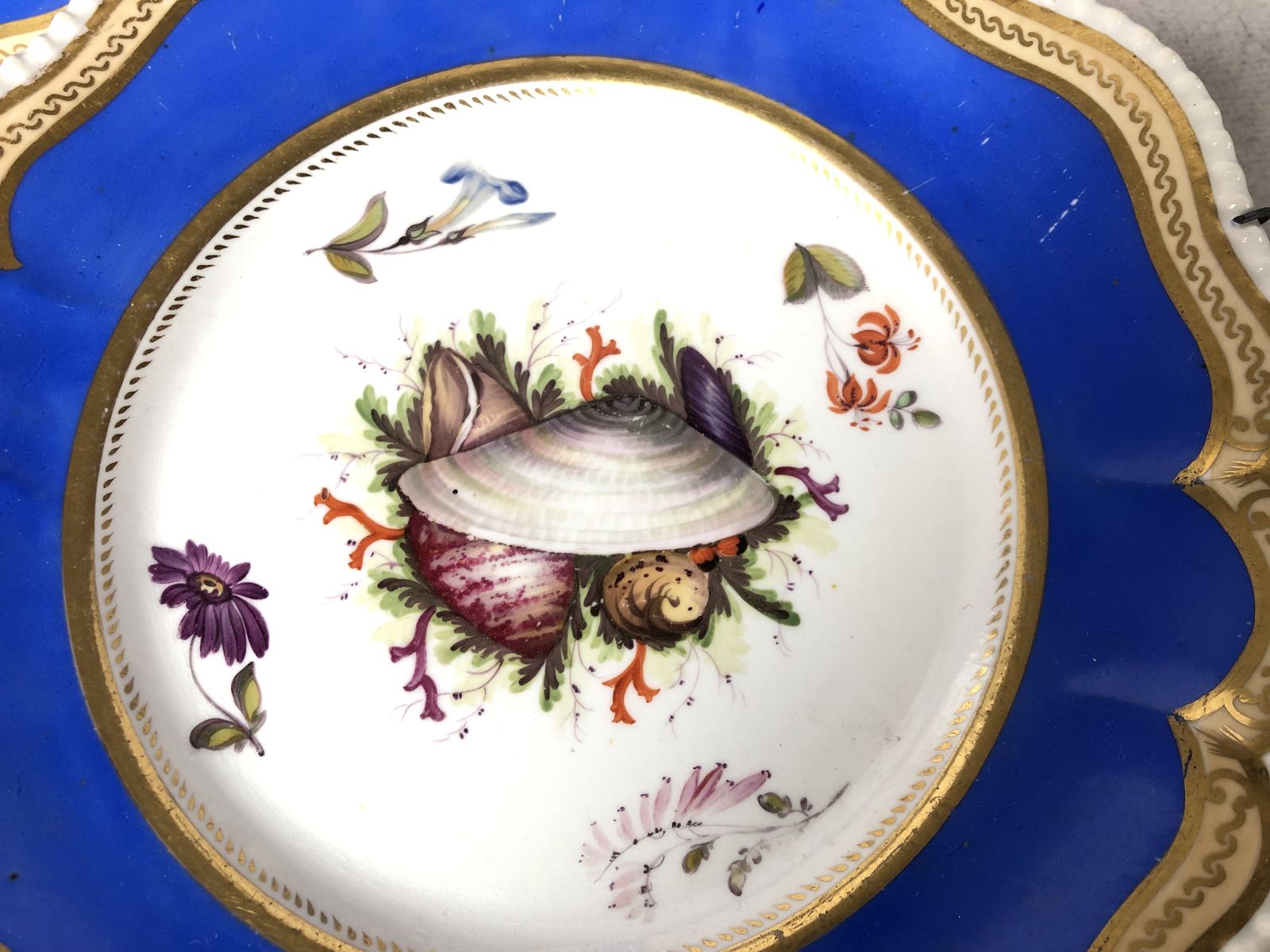 A Beautiful Set Of Five Cabinet Plates Hand Painted With Shells. Extremely Rare photo buy