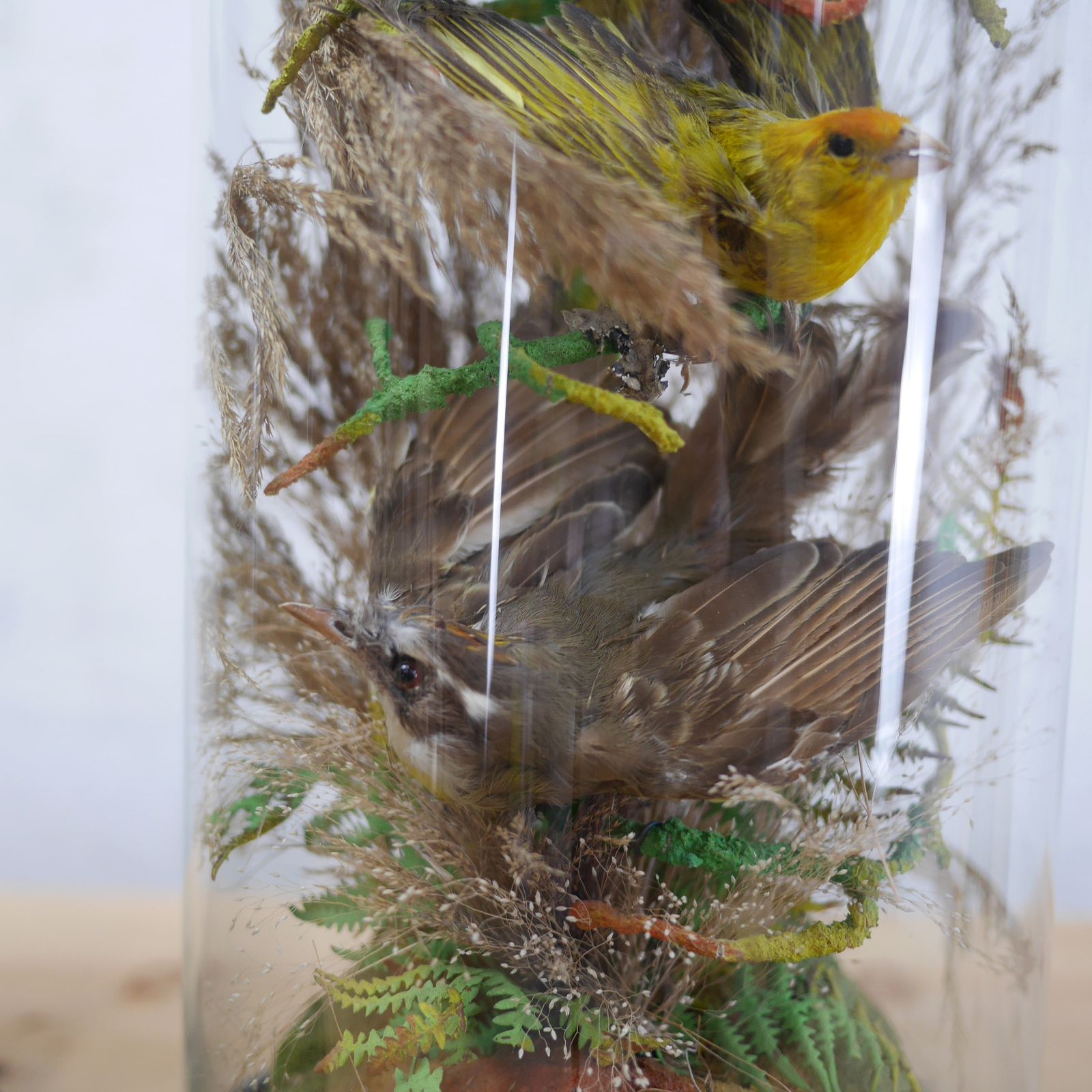 photo buy Pair Antique Taxidermy Exotic Birds In Glass Dome Naturalistic Setting