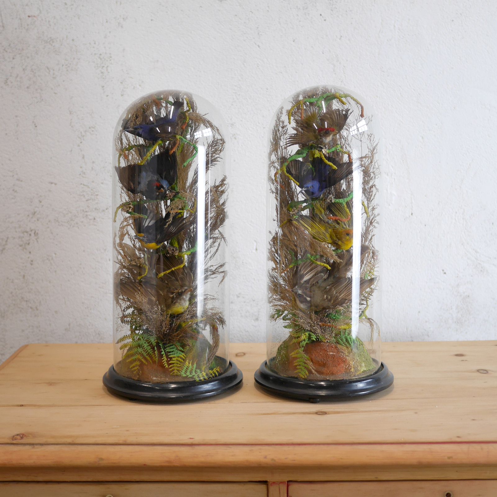 Pair Antique Taxidermy Exotic Birds In Glass Dome Naturalistic Setting photo for sale