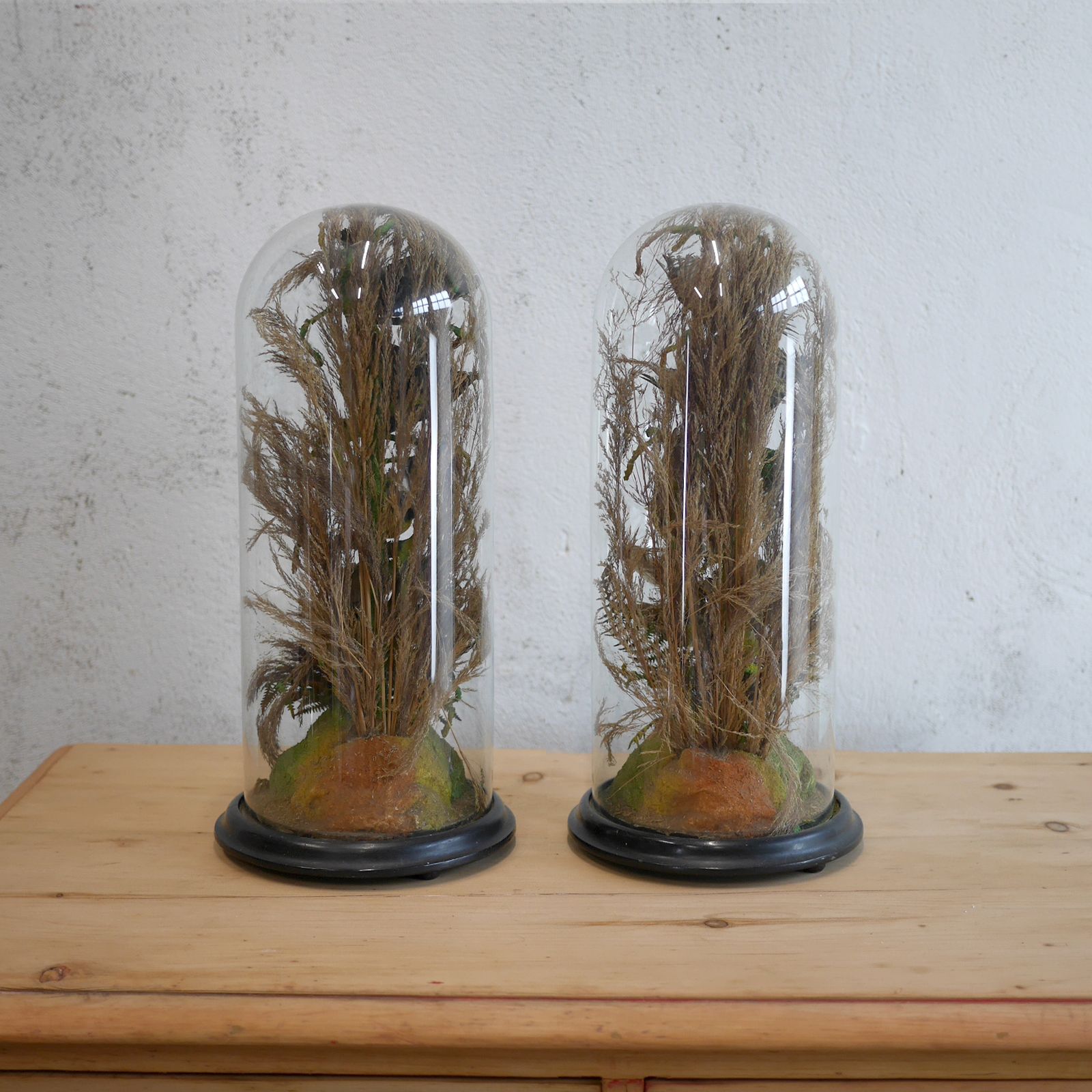photo furniture Pair Antique Taxidermy Exotic Birds In Glass Dome Naturalistic Setting