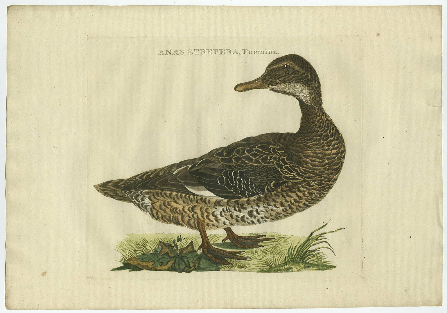 Set Of Two Antique Bird Prints Male And Female Gadwall Duck 'Anas Strepera' photo furniture