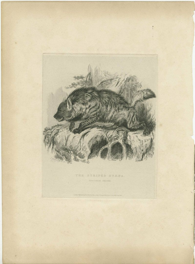 Original Antique Print Of A Striped Hyena From The Zoological Gardens
