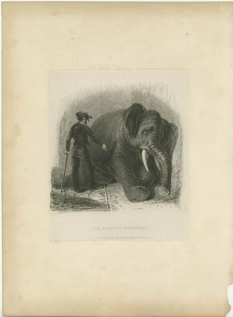 Original Antique Print Of An Asian Elephant From The Zoological Gardens