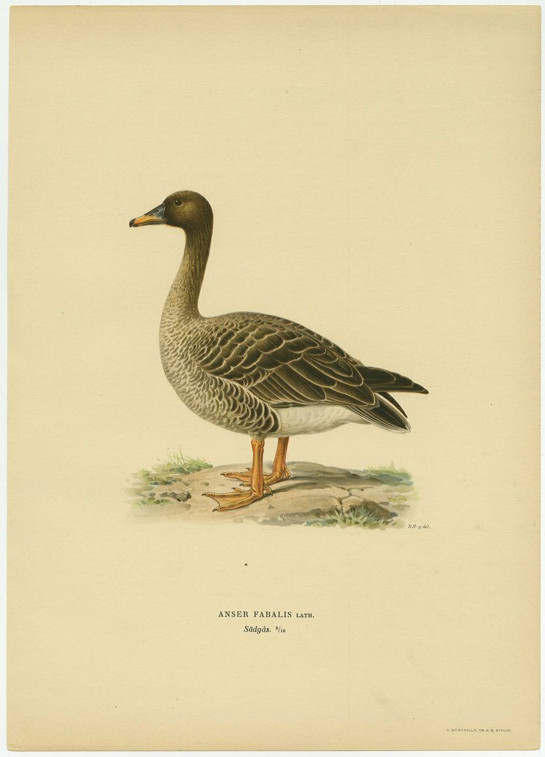 Antique Bird Print Of A Taiga Bean Goose 'Anser Fabalis'