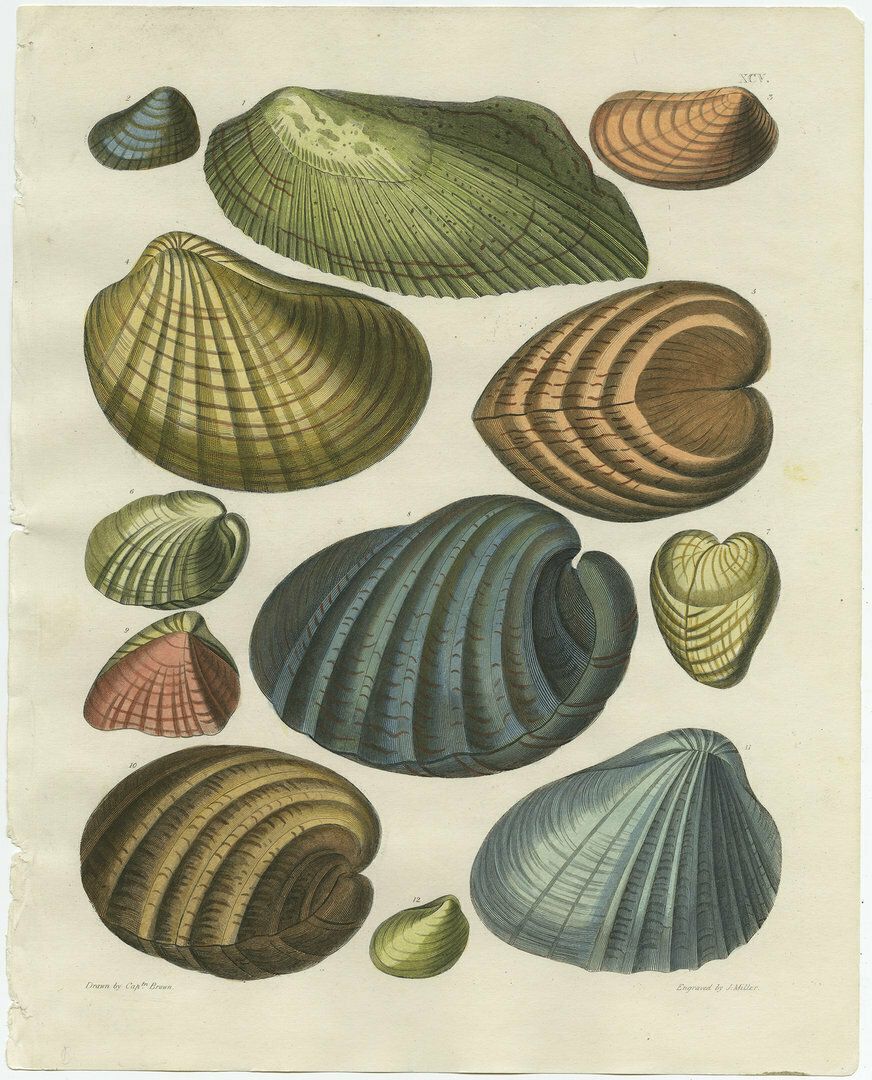 Set Of 2 Original Antique Prints Of Various Shells photo furniture
