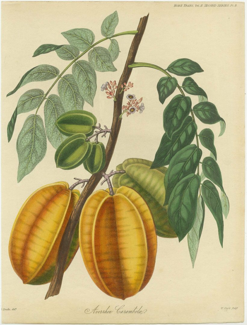 Antique Print Of The Averrhoa Carambola Tree