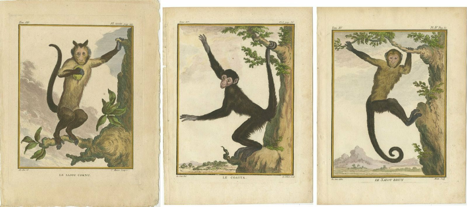 Set Of 3 Antique Monkey Prints, Capuchin Species, Spider Monkey