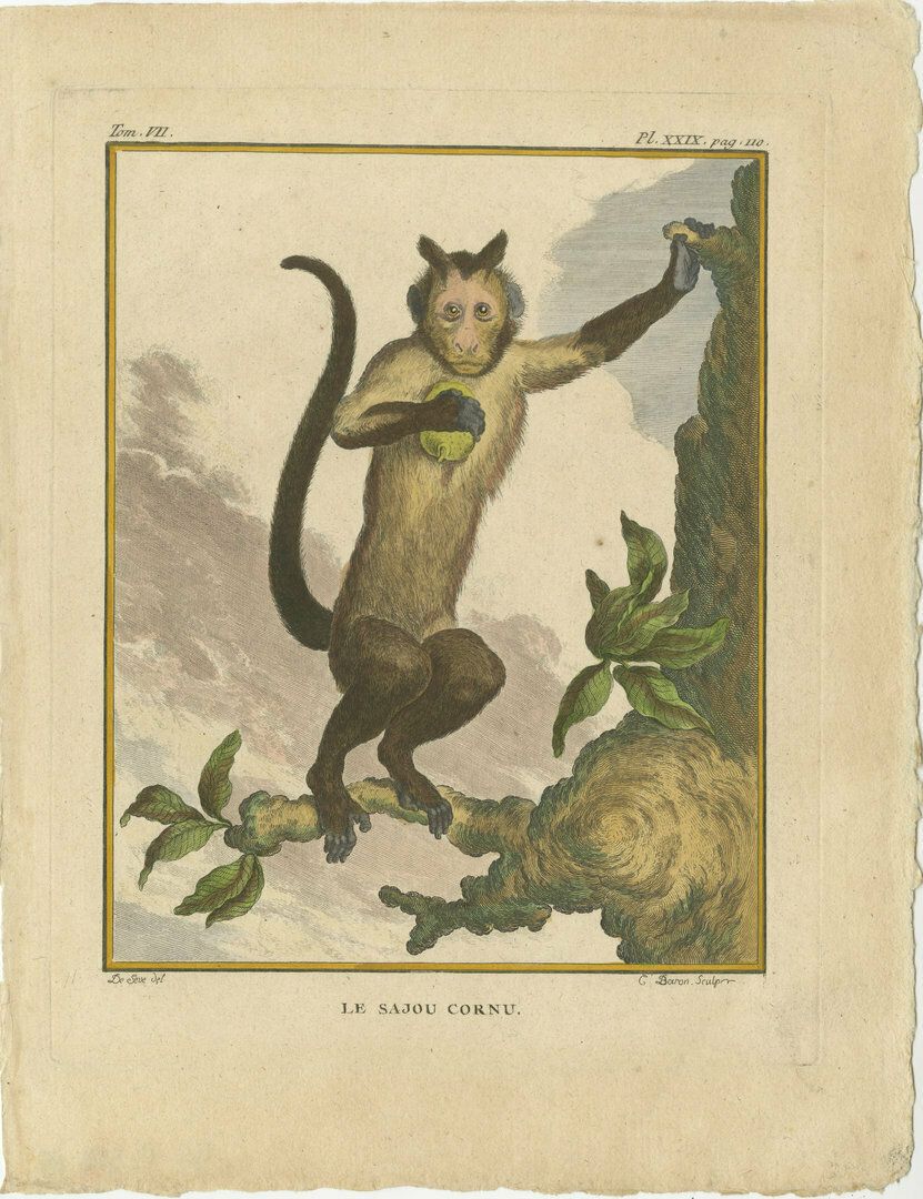 Set Of 3 Antique Monkey Prints, Capuchin Species, Spider Monkey photo Art