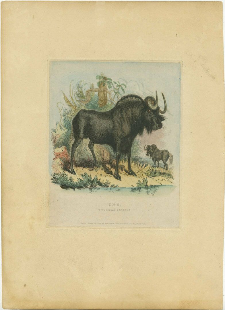 Original Colored Print Of A Gnu From The Zoological Gardens