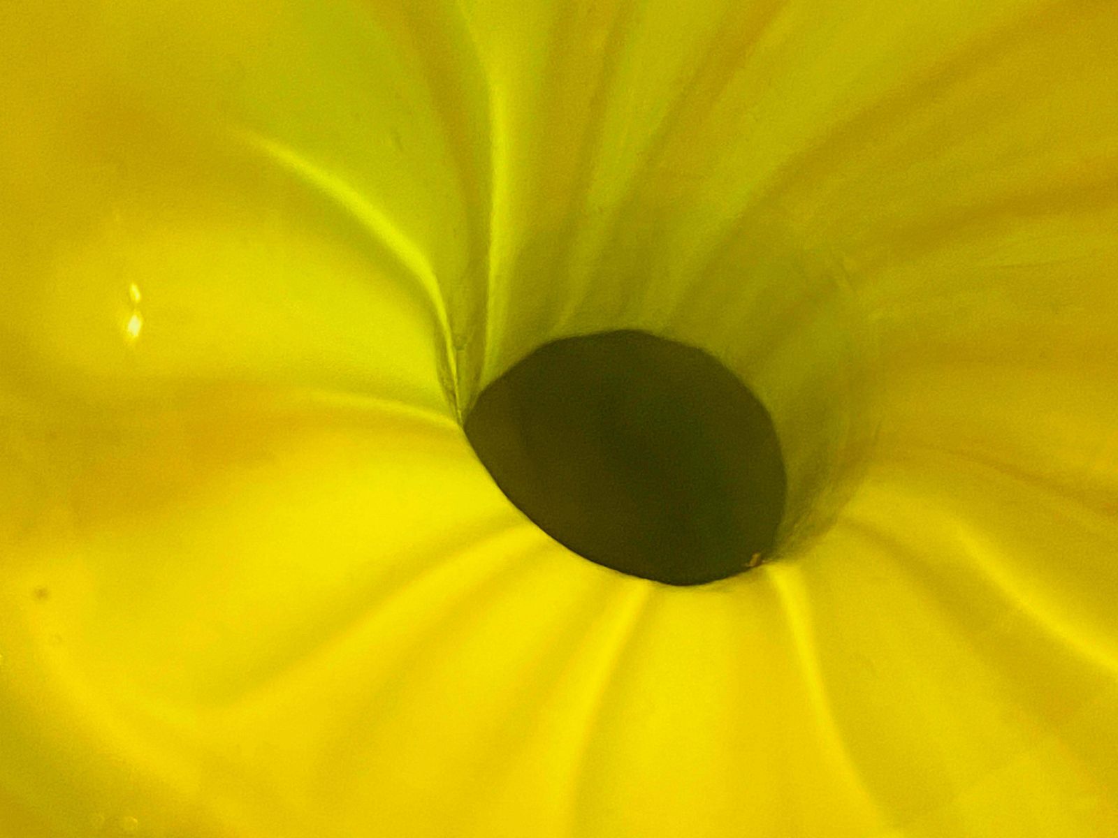 photo vinterior Venitian Vase 1970 Venini Green And Yellow Colour Venini Style Italy