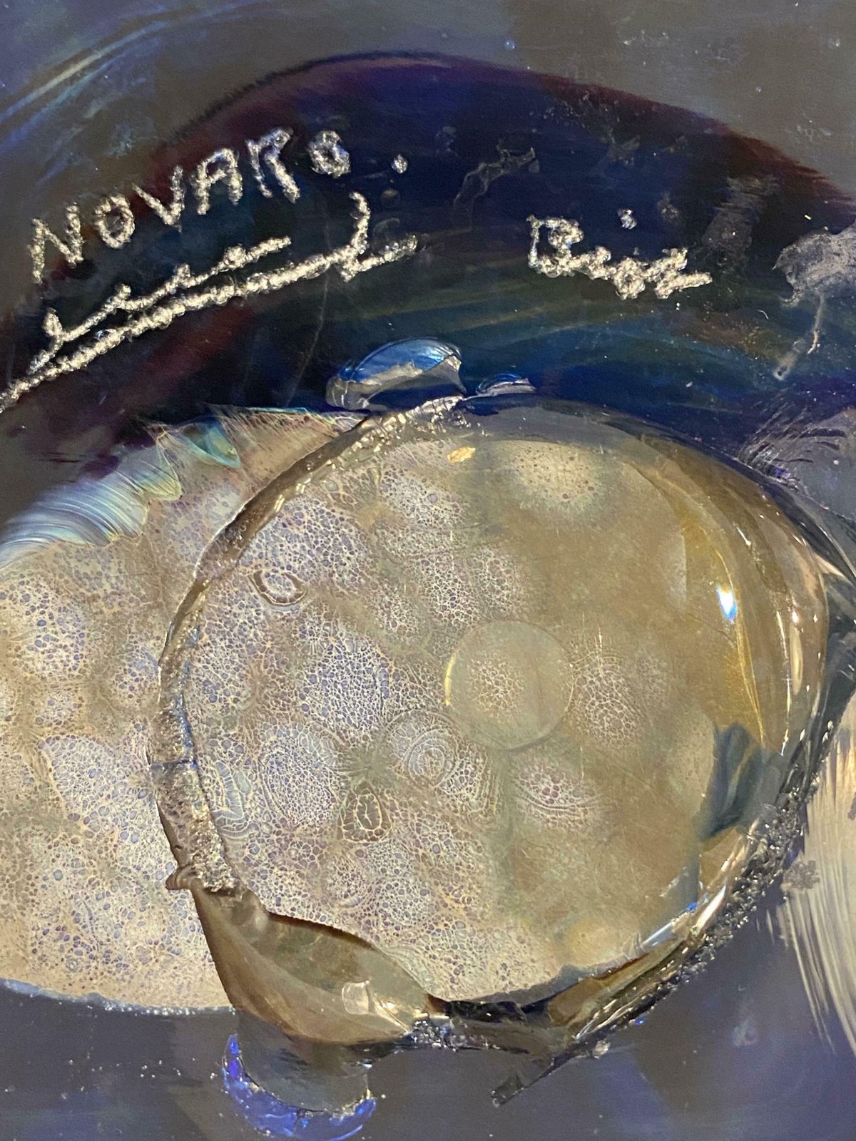 Glass Vase From Biot Signed Novaro And Dated On The Bottom Of The Vase 1977 photo buy