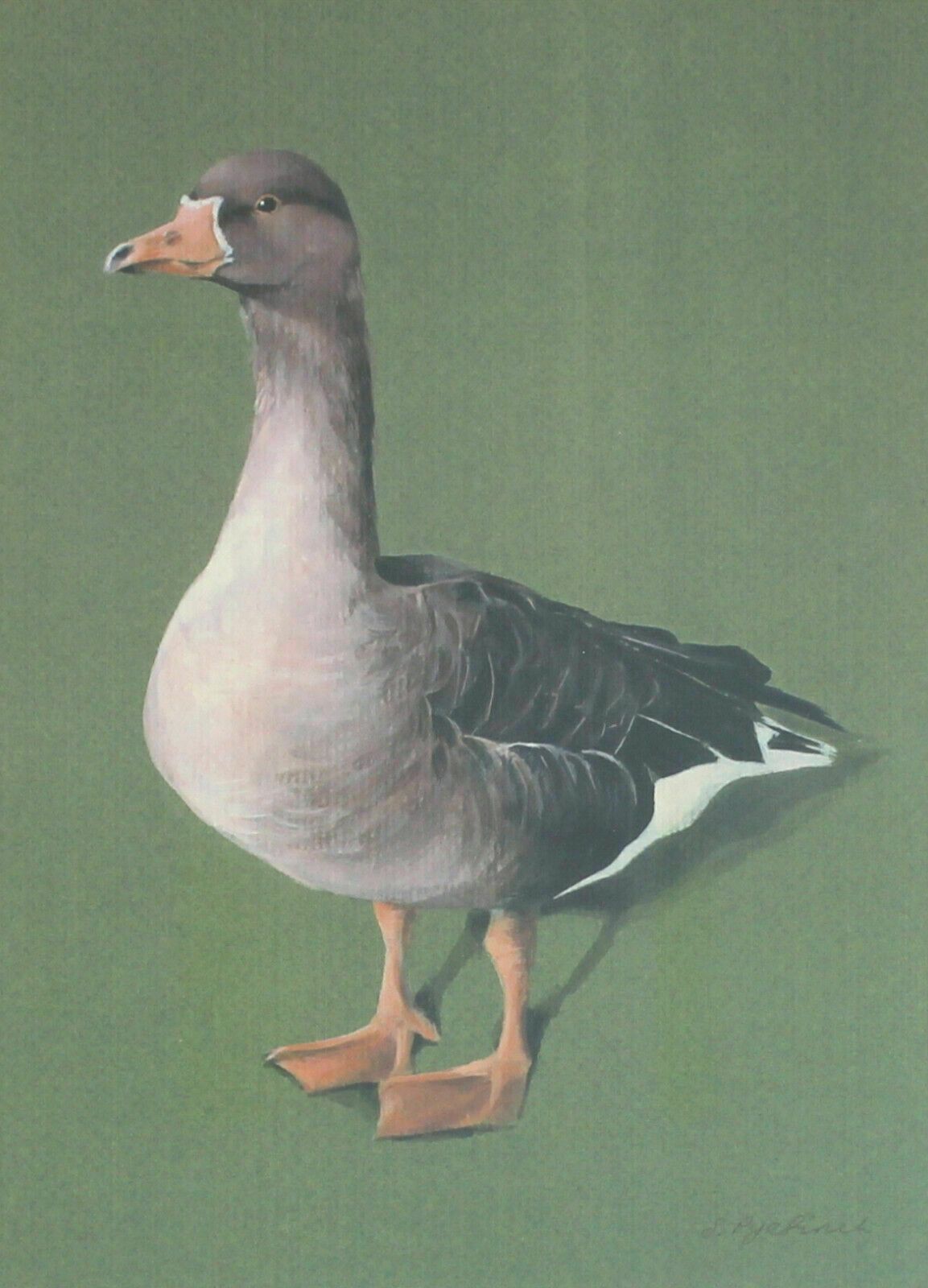 Print From A Gouache Of A Duck By Sarah Pyefinch photo furniture