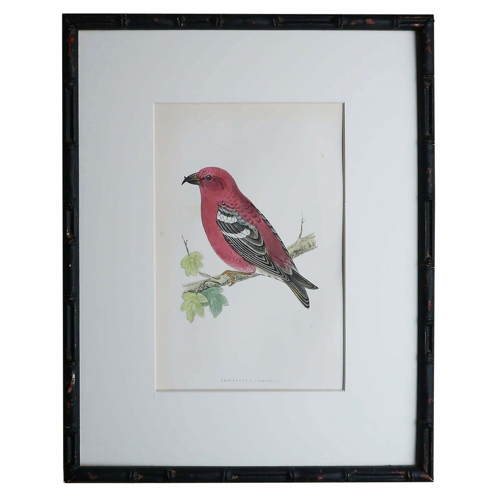 Original Antique Print Of A Crossbill In An Ebonised Faux Bamboo Frame