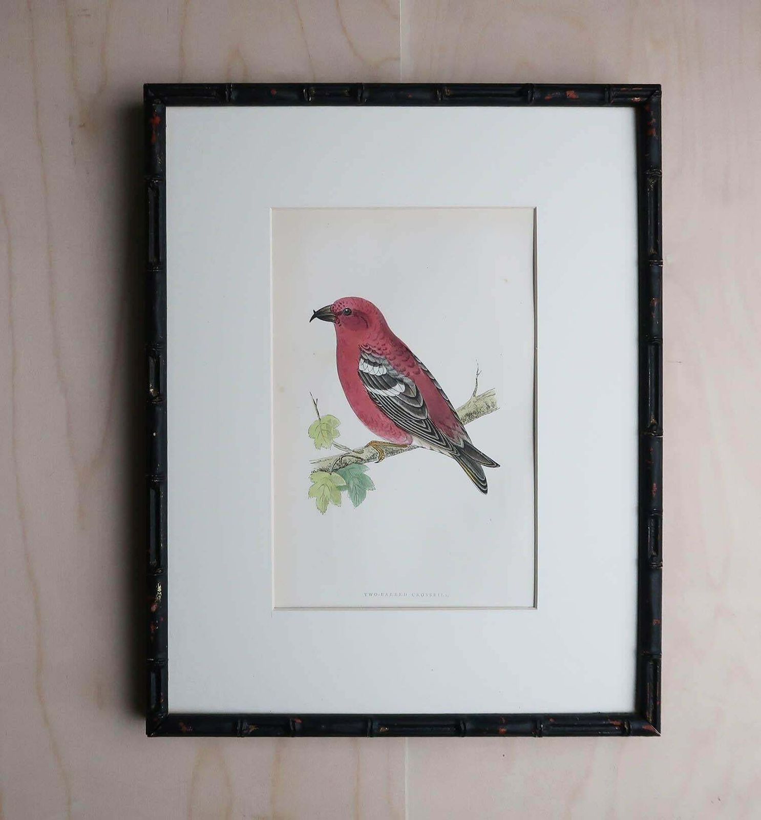 Original Antique Print Of A Crossbill In An Ebonised Faux Bamboo Frame photo furniture