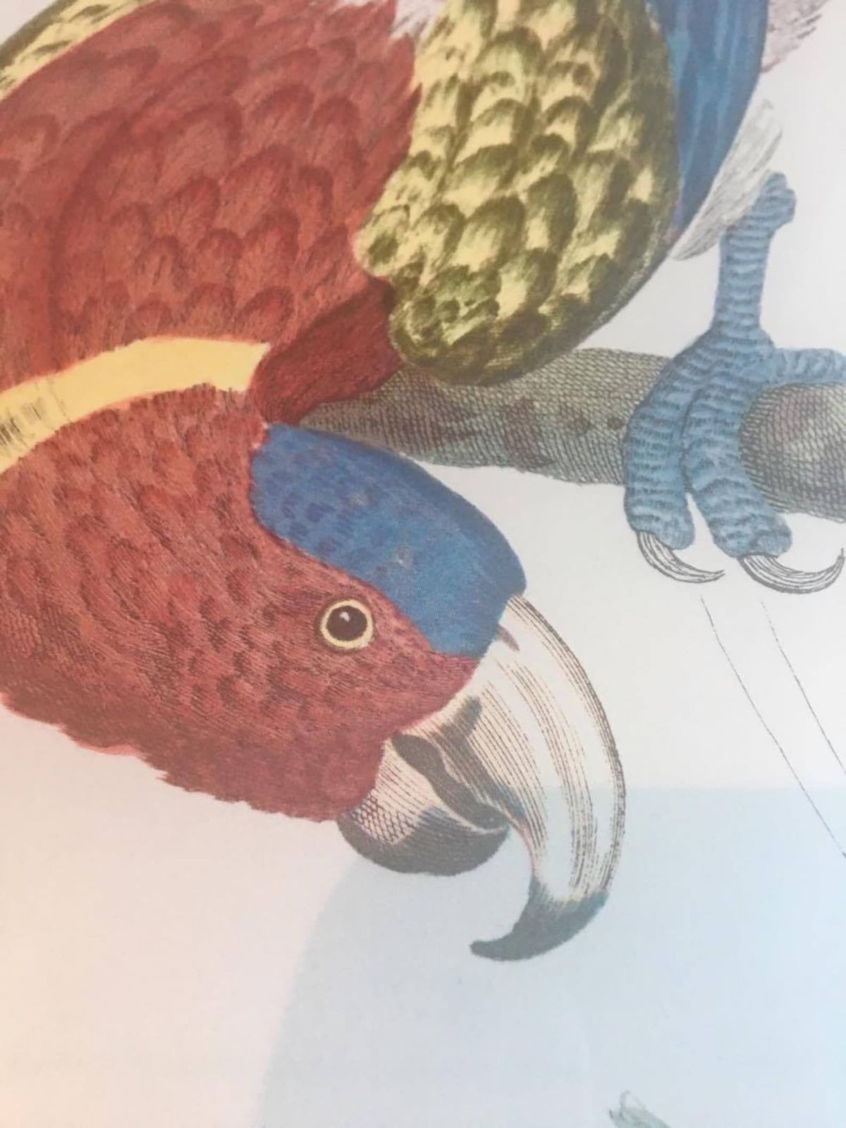 Vintage Framed Parrot Print, Tropical Decor Bird Art Print, Bird Prints, Beach Cottage Decor, Print Wall Art, Belgium 1960s, Parrot Art photo for sale