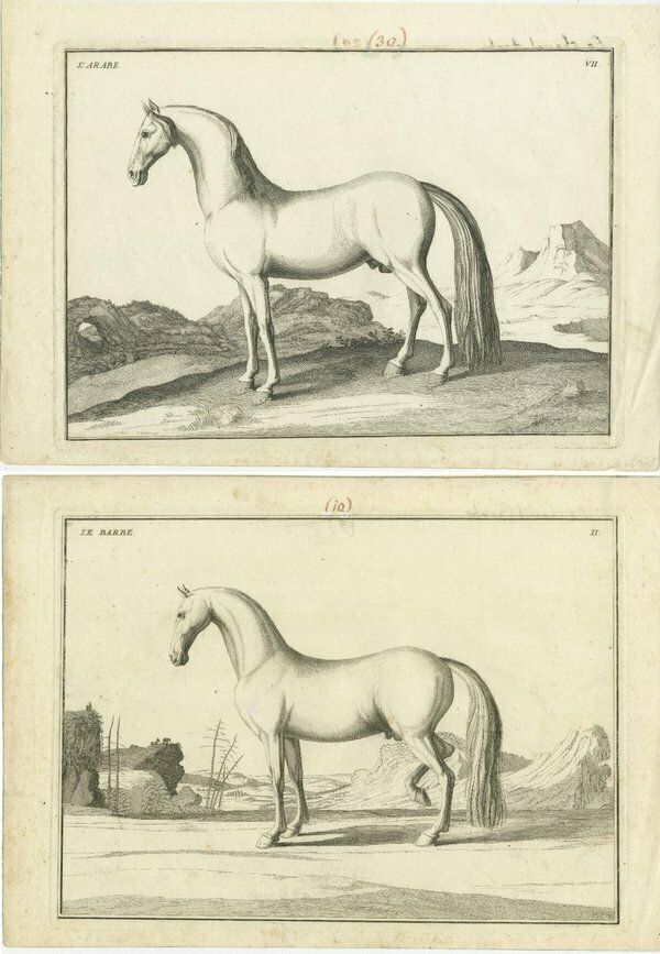 Set Of 2 Antique Horse Prints   L'arabe & Le Barbe