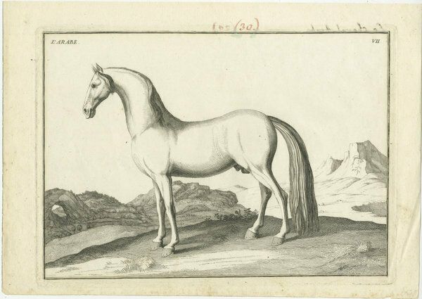 Set Of 2 Antique Horse Prints   L'arabe & Le Barbe photo furniture