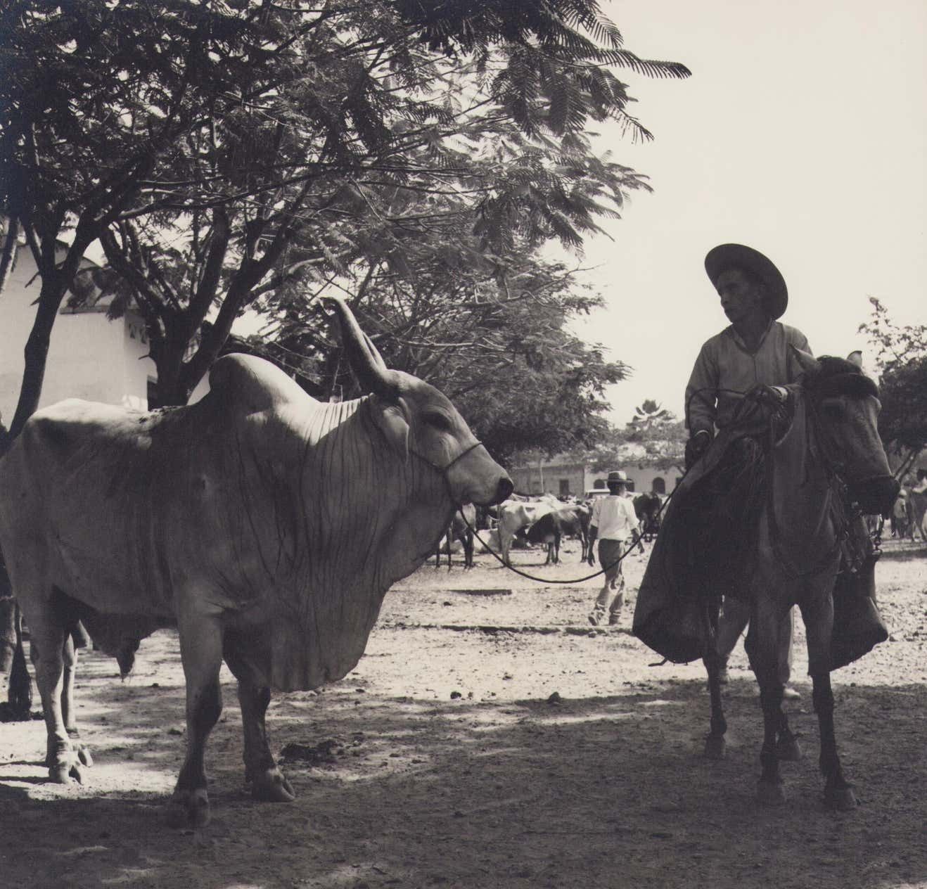 Hanna Seidel Colombia, Bull Of Zebu, Black And White Photograph, 1960s