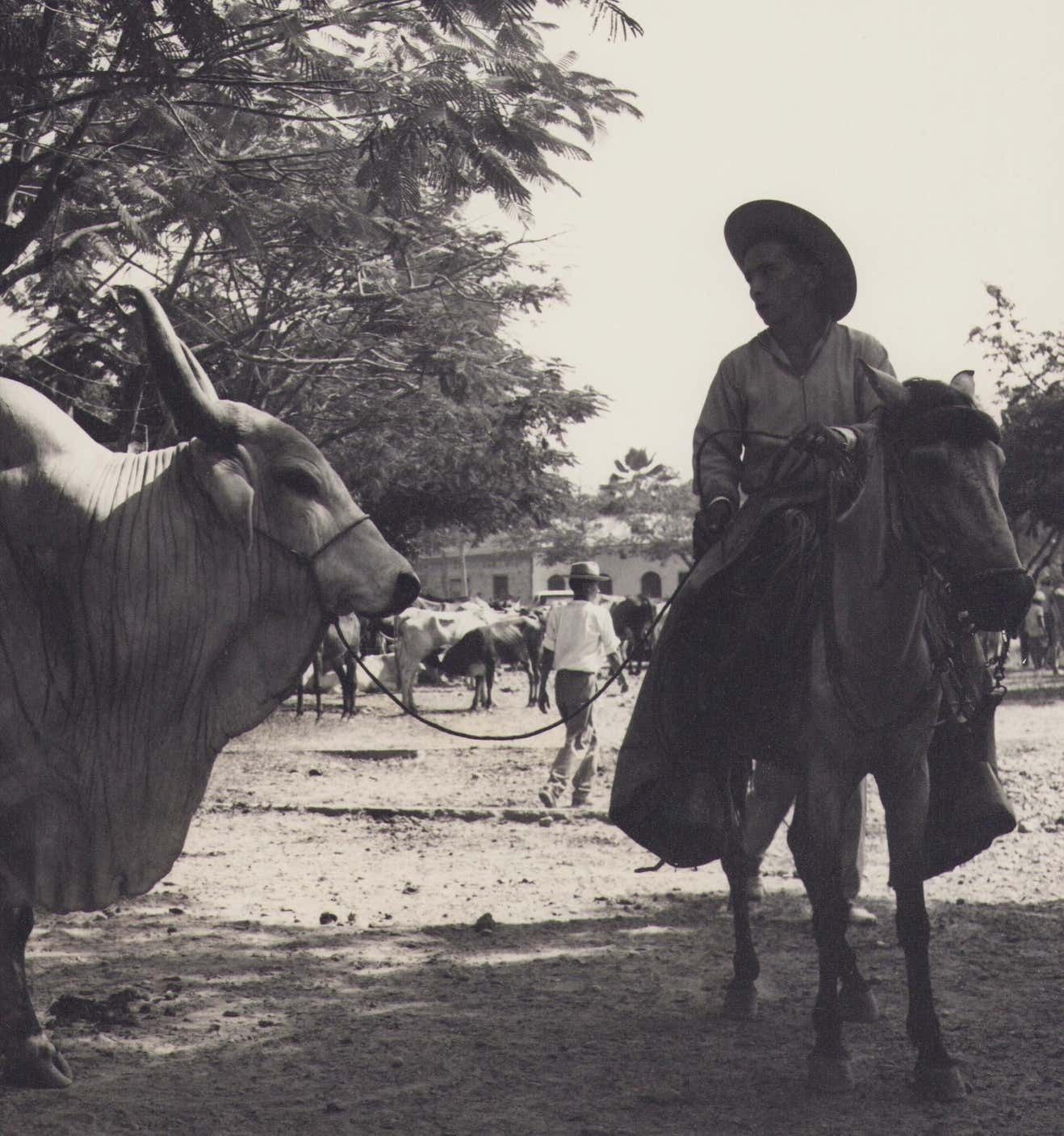 Hanna Seidel Colombia, Bull Of Zebu, Black And White Photograph, 1960s photo furniture