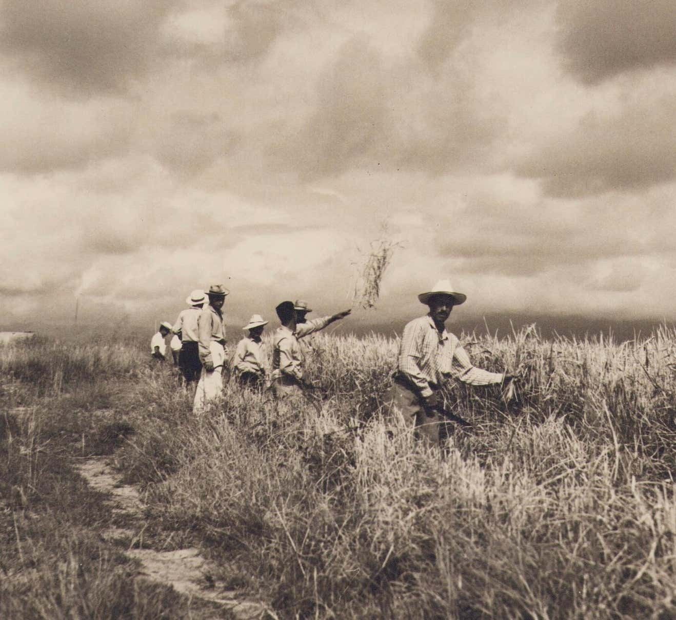 Hanna Seidel Colombia, Rice, Harvest, Black And White Photograph, 1960s Circa 1960s photo furniture