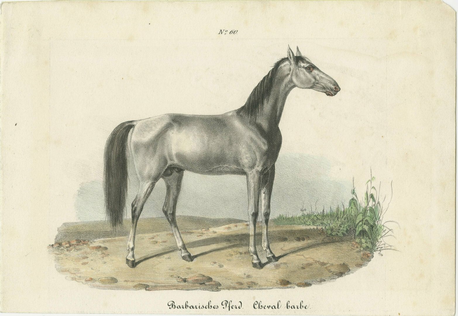 Antique Horse Print Of A Barbary Horse
