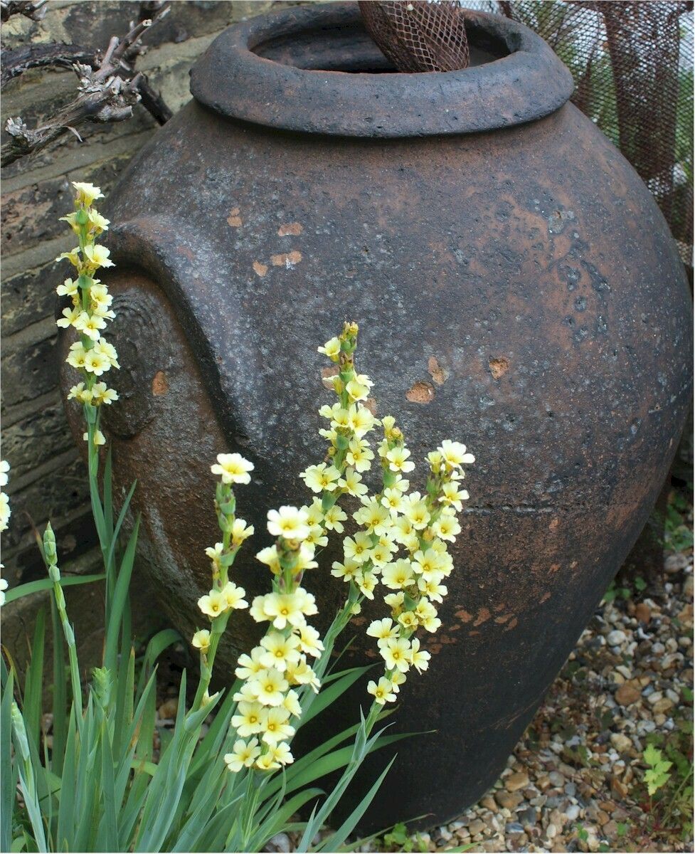 Large Antique European Olive Terracotta Garden Urn photo furniture