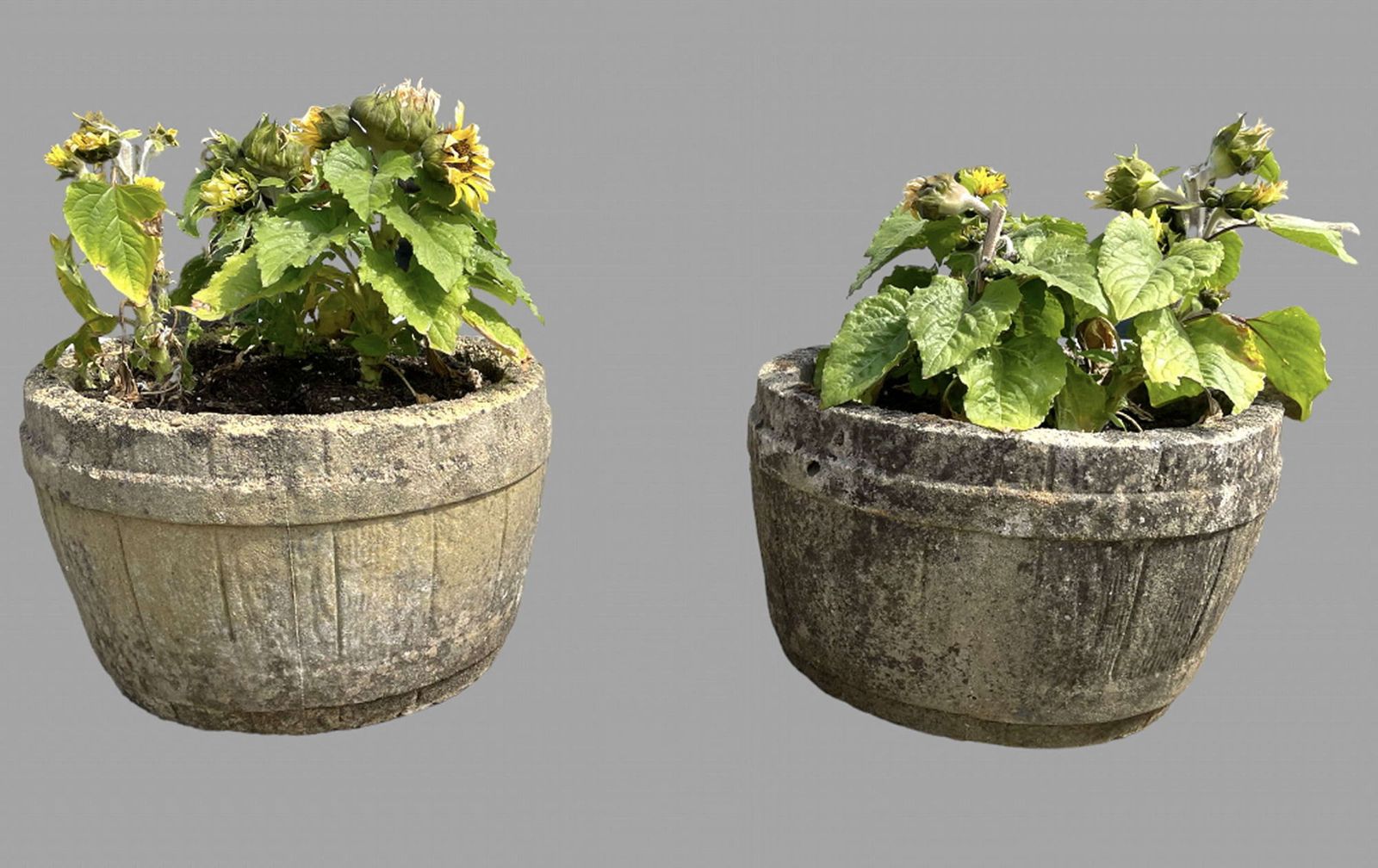 A Pair Of C1950 Garden Barrel Planters photo furniture