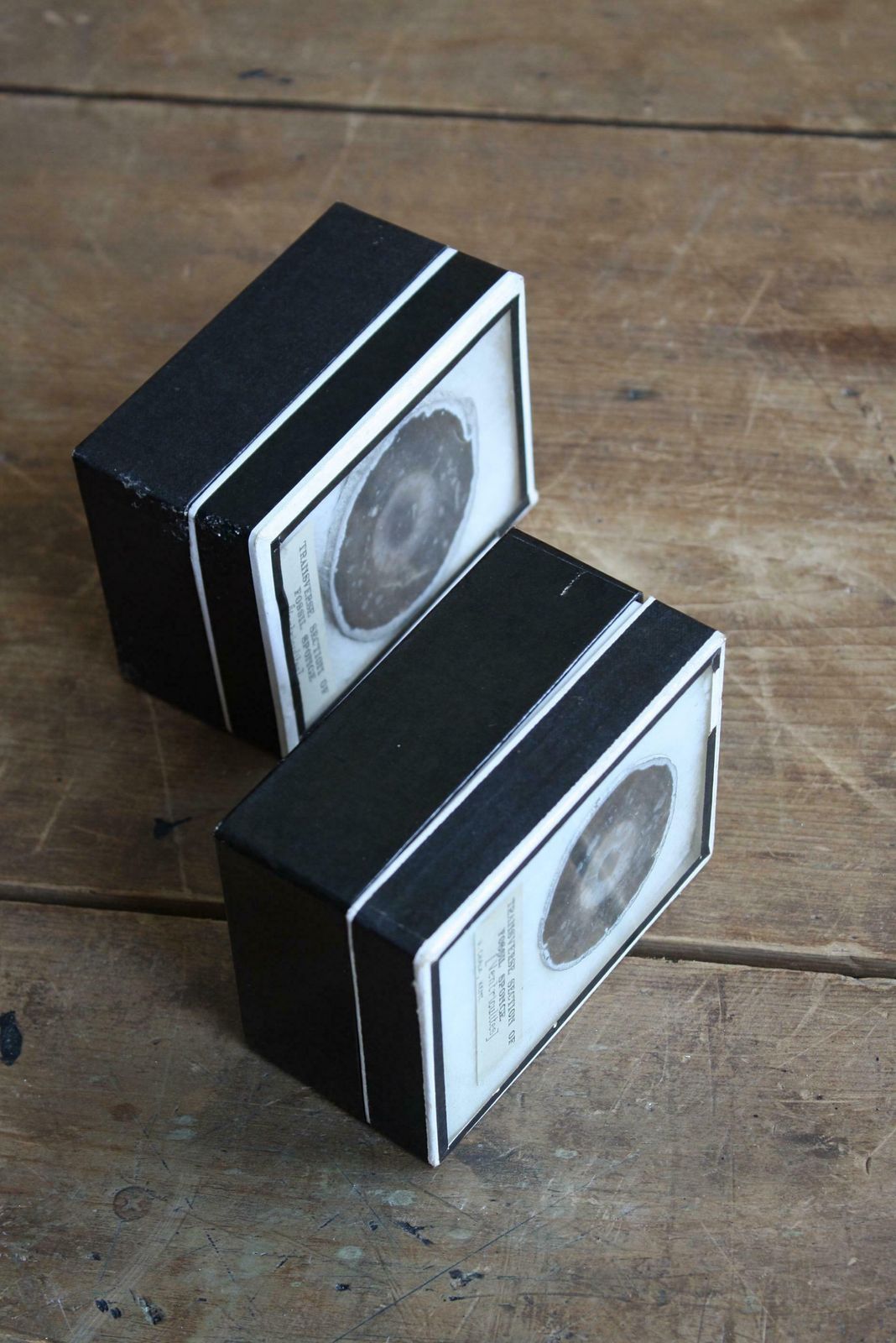 Early 20th C Pair Transverse Section's Of Fossil Sponges Natural History Curio photo buy